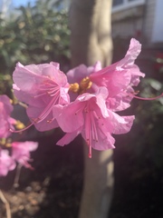 Rhododendron
