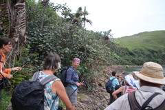 Hibiscus tiliaceus tiliaceus