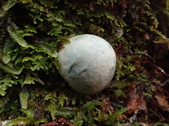 Rossbeevera pachydermis