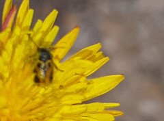 Cryptocephalus rugicollis