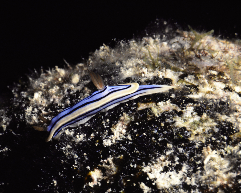 Elisabeth's Chromodoris