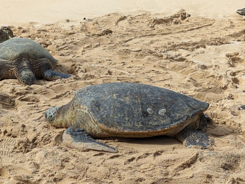Green turtle