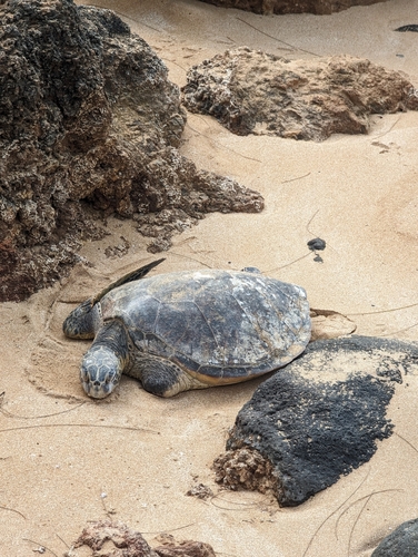 Green turtle