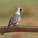 Madagascar Namaqua Dove - Photo (c) Nigel Voaden, some rights reserved (CC BY)
