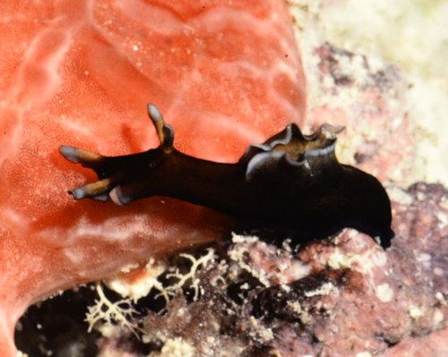 Aplysia elongata