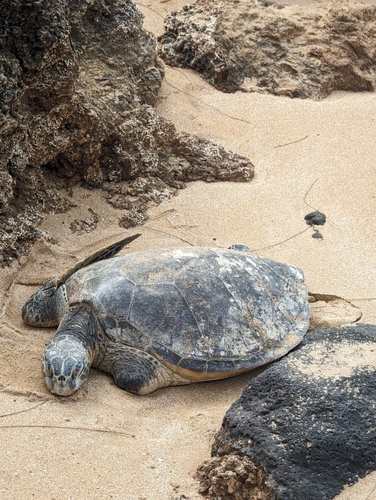 Green turtle