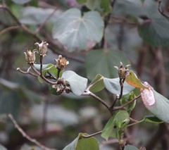 Hibiscus tiliaceus tiliaceus