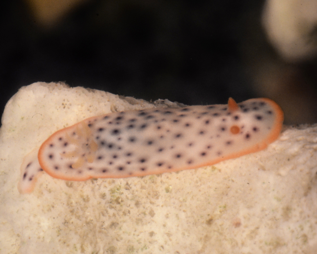 Blurred Spot Rainbow Dorid