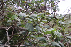 Hibiscus tiliaceus tiliaceus
