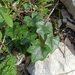 Cyclamen brulloi - Photo (c) Marco Pecoraro, some rights reserved (CC BY-NC), uploaded by Marco Pecoraro