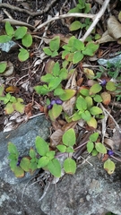 Coccocypselum herbaceum