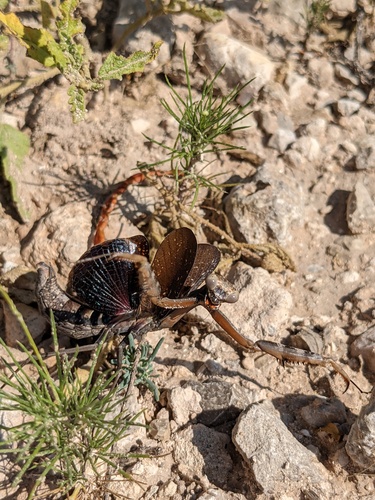 Sonoran Tiger Mantis