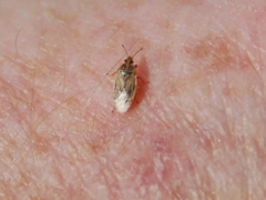 Chilacis typhae