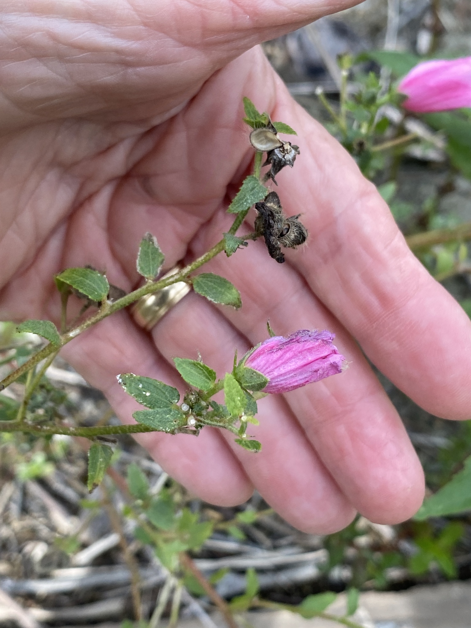 Imagem de Malva-do-pântano