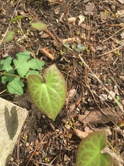 Epimedium × rubrum