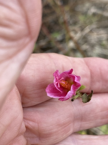 Foto de Malva-do-pântano