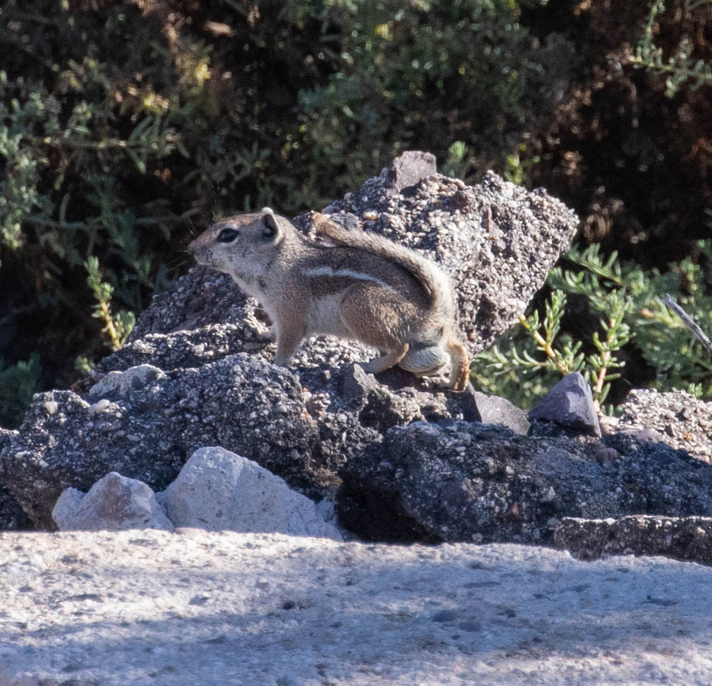 Ammospermophilus leucurus extimus from Policentro Ó Marina Palmira, La