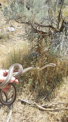 Masticophis taeniatus taeniatus