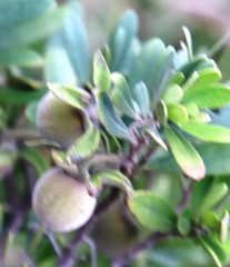 Diospyros pallens