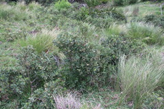 Diospyros pallens
