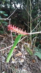 Coccoloba sintenisii
