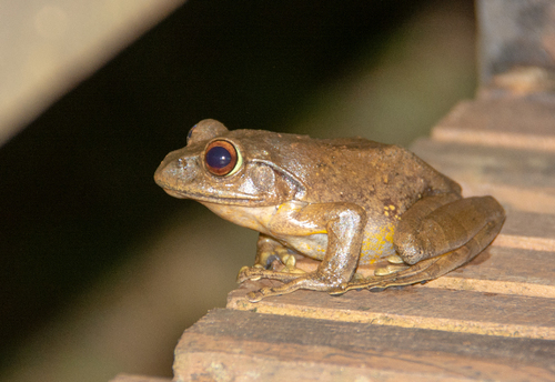 Goudot's Bright-eyed Frog