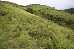 Diospyros pallens
