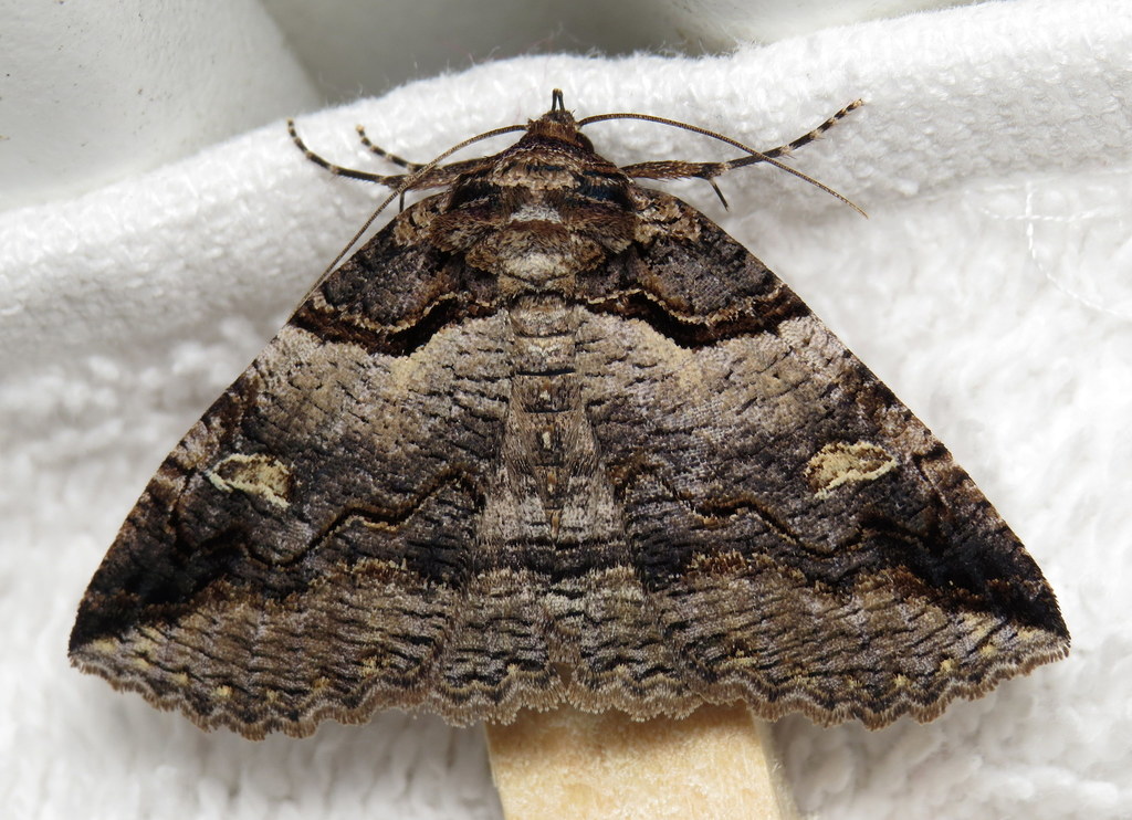 Double-banded Zale