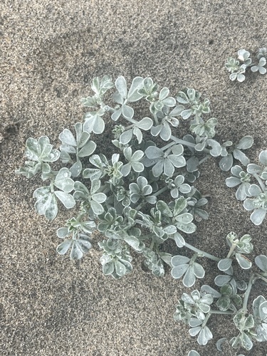Baja California bird’s-foot trefoil (Acmispon niveus)