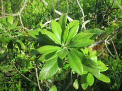 Morella caroliniensis