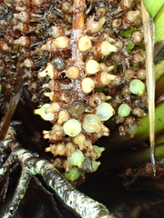 Astelia microsperma