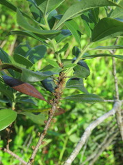 Morella caroliniensis
