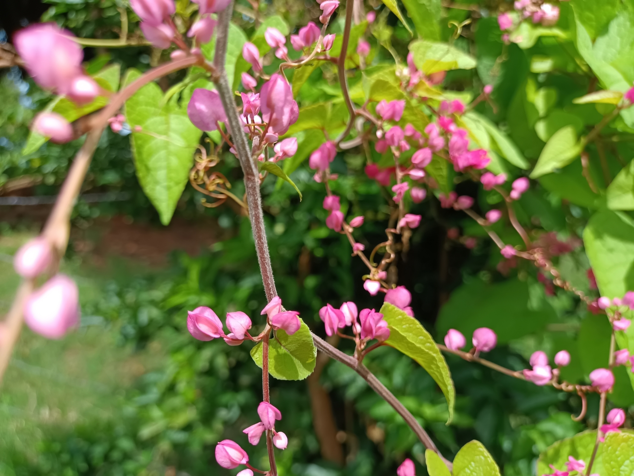 Antigonon leptopus