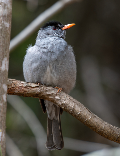 Malagasy Bulbul