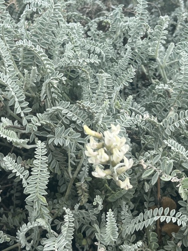 San Quintin Dune Milkvetch (Astragalus anemophilus)