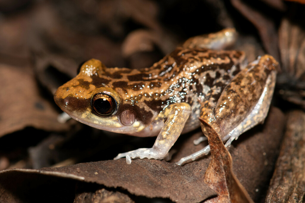 Hispaniolan yellow-mottled frog