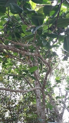 Magnolia portoricensis