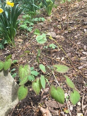 Epimedium × rubrum