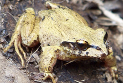 Banded Wood Frog photo 1