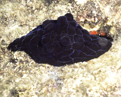Coriocella nigra