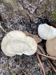 Lycoperdon perlatum image