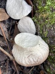 Lycoperdon perlatum image