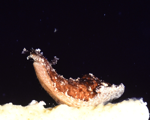 Dolabrifera dolabrifera