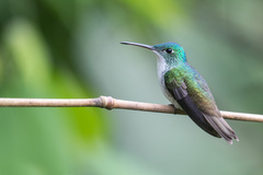 Andean Emerald photo 3