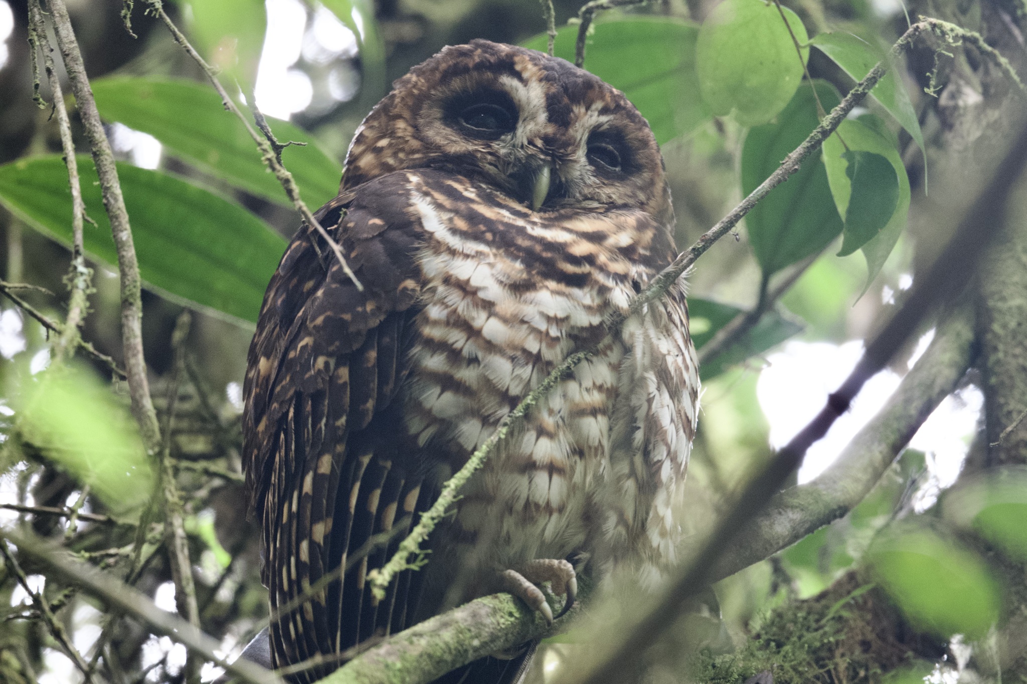 Rufous-banded Owl (Strix albitarsis), photo 5