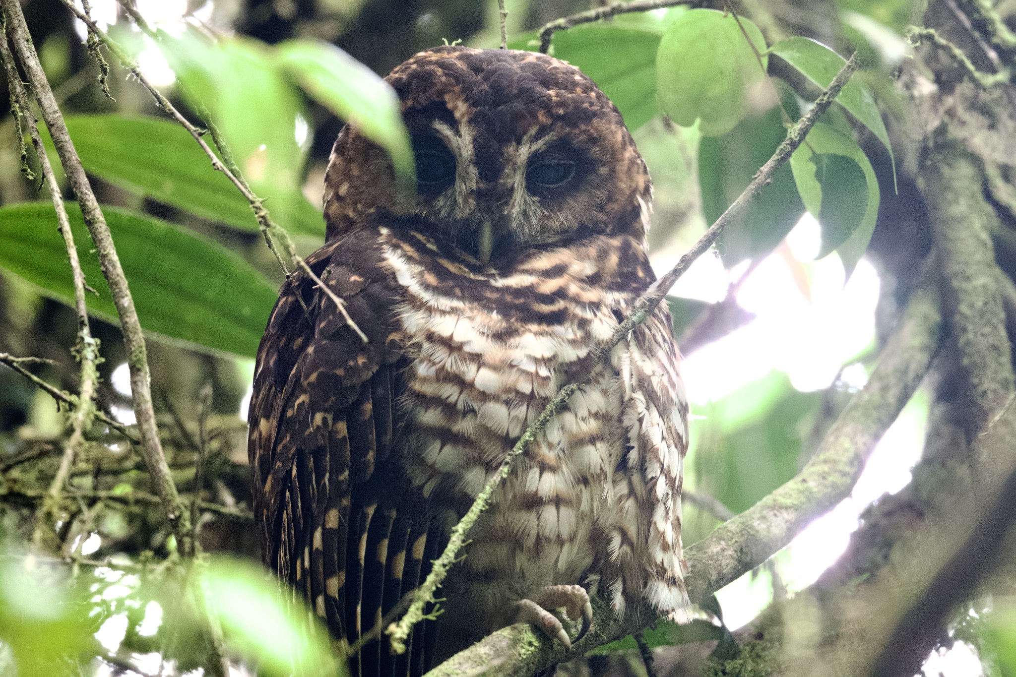 Rufous-banded Owl (Strix albitarsis), photo 6