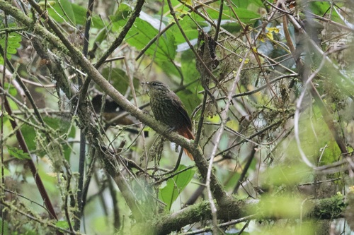Rusty-winged Barbtail (Premnornis guttuliger)