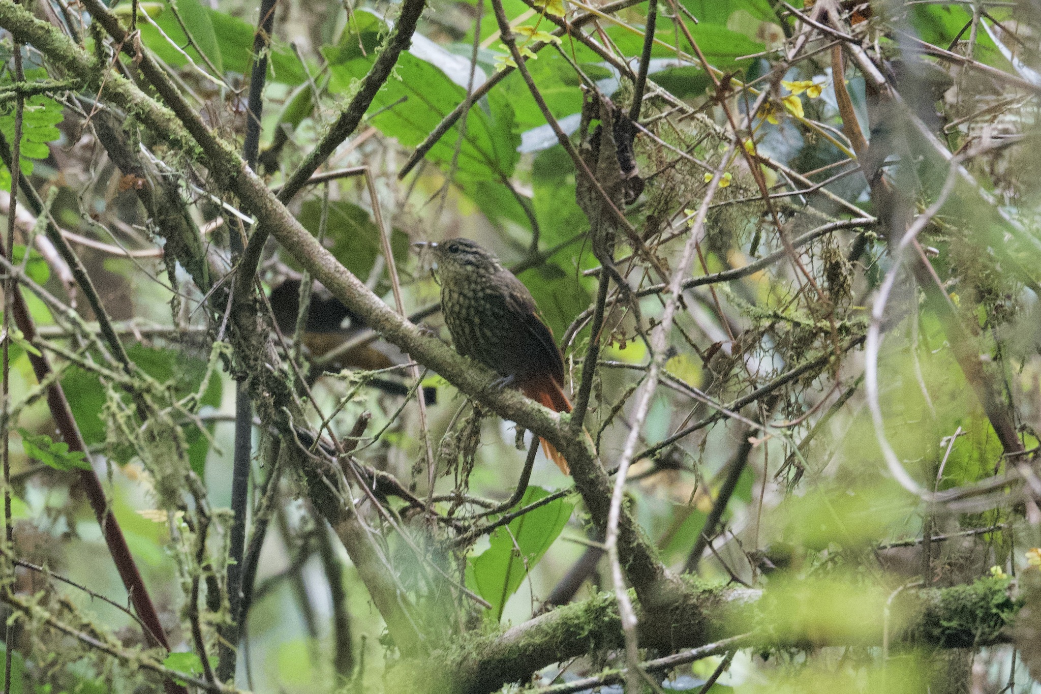 Rusty-winged Barbtail (Premnornis guttuliger), photo 1