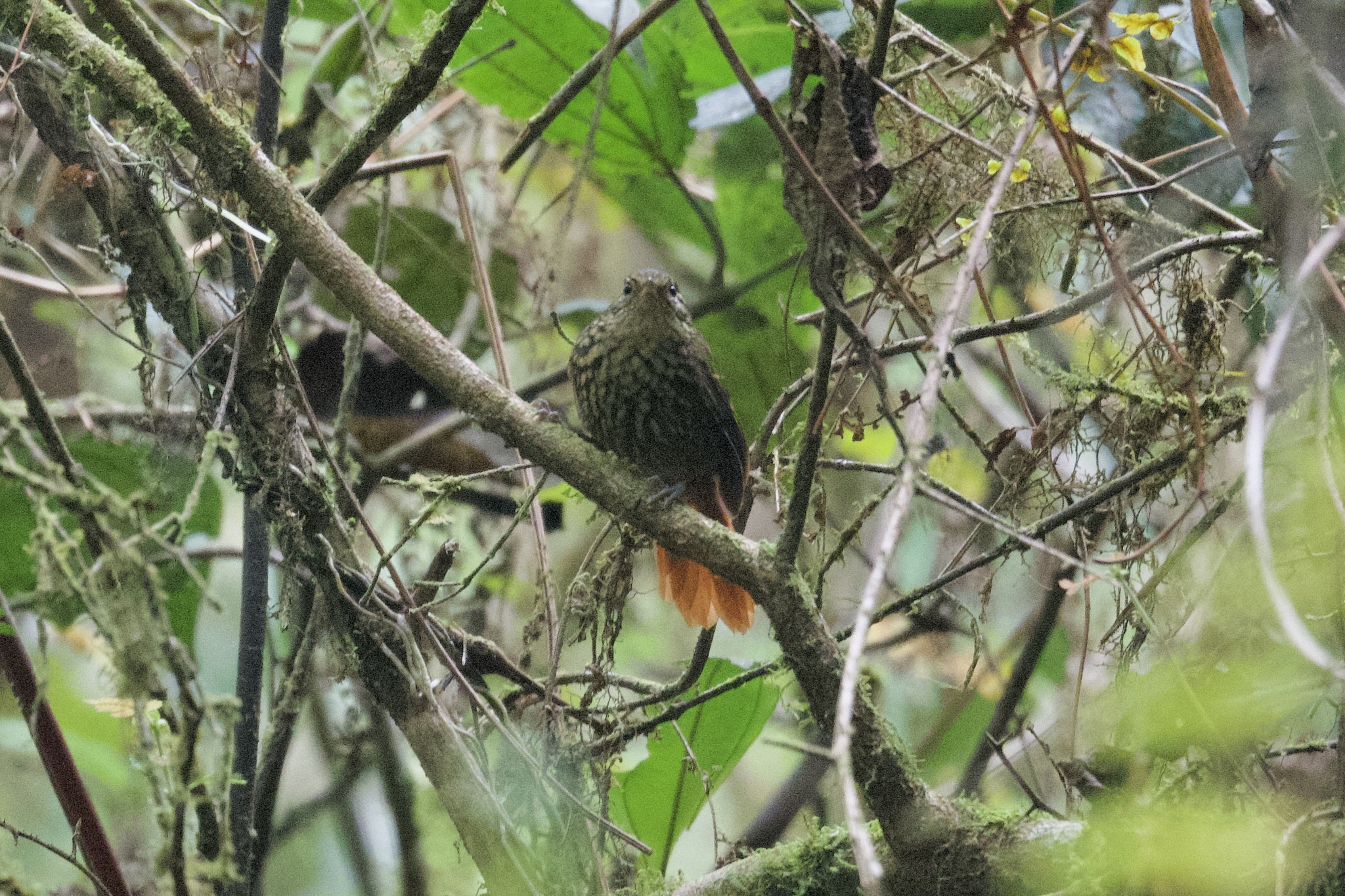 Rusty-winged Barbtail (Premnornis guttuliger), photo 2