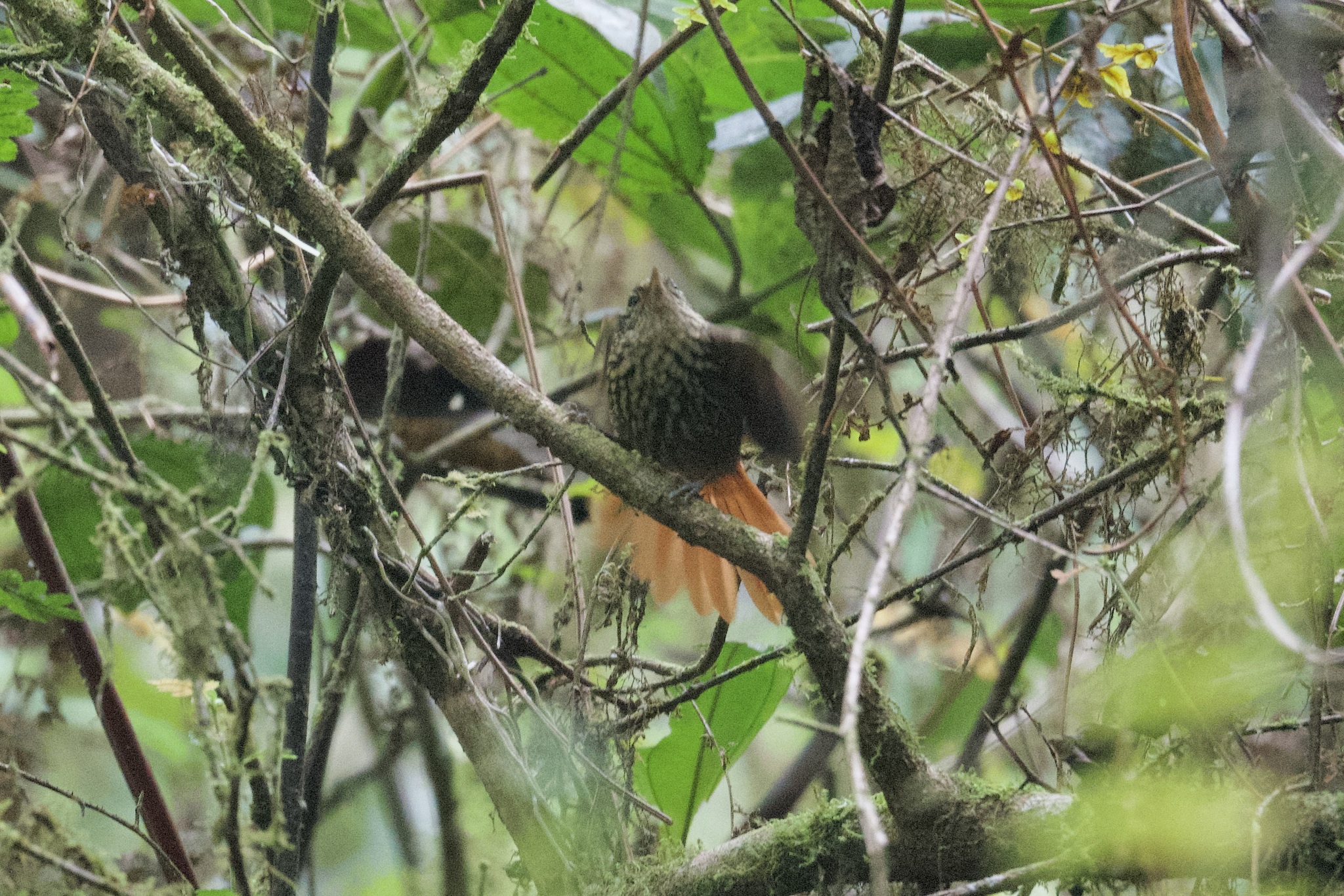 Rusty-winged Barbtail (Premnornis guttuliger), photo 3